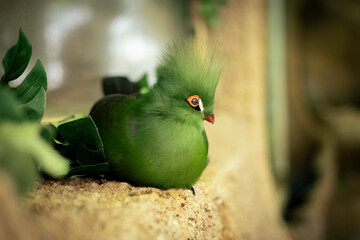 美しい毛並みのギニアエボシドリ