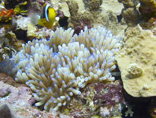 Kosrae island coral close up