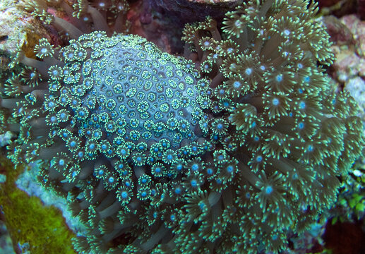 Kosrae island coral close up