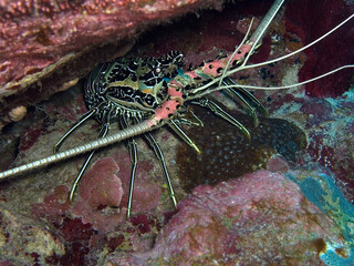 Kosrae island corals close-up