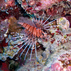 Broadbarred Firefish (Pterois antennata) closup