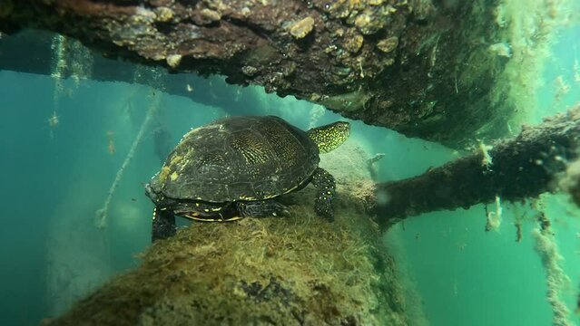 A European pond turtle (Emys orbicularis) rests on a submerged log and swims at the bottom of a lake.