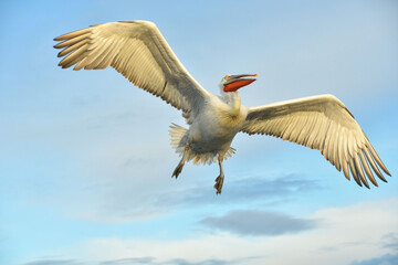 Fliegender Pelikan