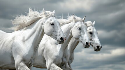 Obraz premium Three majestic white horses galloping side by side against a dramatic cloudy sky, showcasing their power and grace. Ideal for nature and wildlife themes