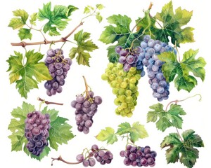 Detailed watercolor artwork of grape clusters and vine leaves