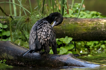 Little Black Cormorant at the tree log ,cleaning its feathers