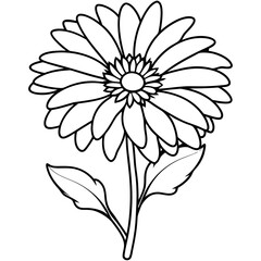 gaillardia flowers line art illustration