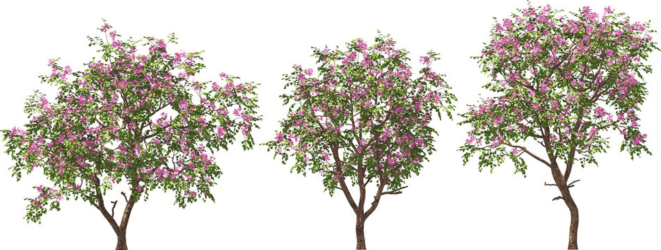 flowering orchid tree highres detailed arch viz cut out plants
