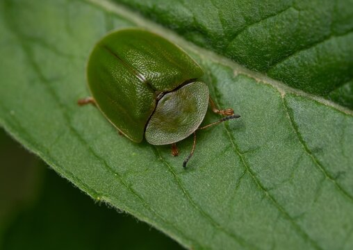 Cassida rubiginosa