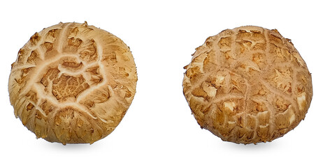 Shiitake mushrooms isolated on white background
