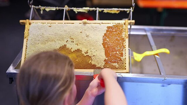 Girl Use beekeeping tools to open wax cells filled with the finished product.