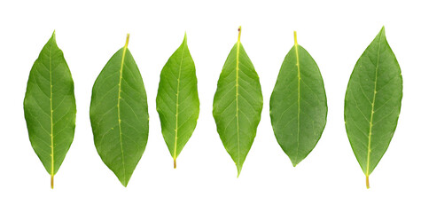 Set fresh green bay leaves isolated on white, top view