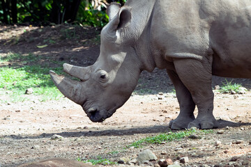 Obraz premium One-horned rhinoceros in their habitat