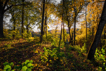 Obraz premium autumn in the forest