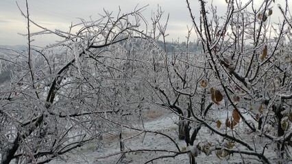 italian hill and vineyard frozen