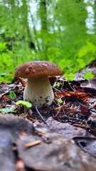 an ideal boletus mushroom in a forest of dead leaves