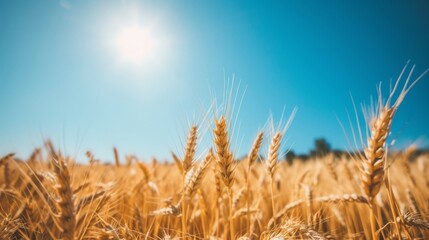 Fototapeta premium Wheat field in a sunny field, with golden stalks and a clear blue sky.