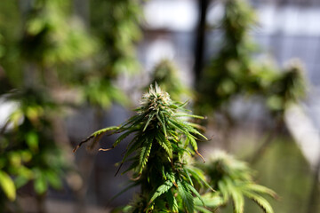 A close-up of a cannabis plant in full bloom, showcasing its green, healthy buds