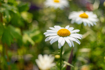 daisy in the garden