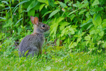 Bunny in the backyard