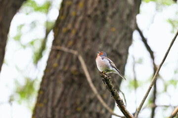 Little singing finch sitting on a branch