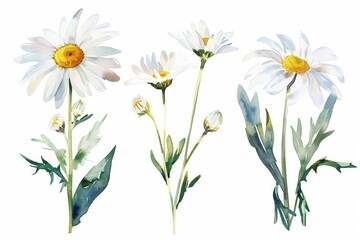 Daisy Illustration. Watercolor Set of White and Yellow Meadow Flowers in Summer