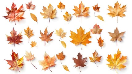 Fall Leaves Collection: Isolated Autumn Maple Leaves on White Background