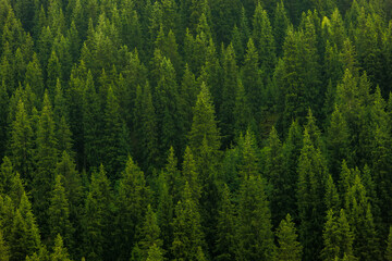 Closeup full-frame view of lush evergreen pine forest with vibrant green trees on mountain slope.