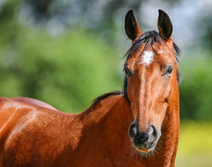 Brown horse portrait on nature background.