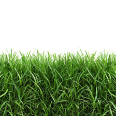Fototapeta premium Bermuda Grass Border: Front Top View Isolated on Transparent or White Background, PNG