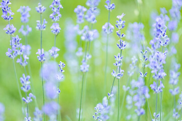Fototapeta premium Lavender flowers with pastel color tones background with shallow depth of field.