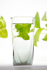 A glass of Mint Lemonade Water in it  with Green leaves Isolated Cold Lemon Gin Tonic 