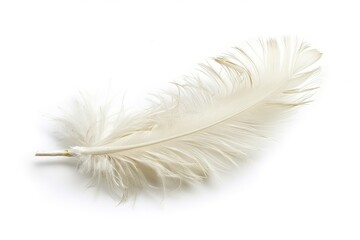 Obraz premium Feather. Fluffy White Curled Feather Isolated on Black Background