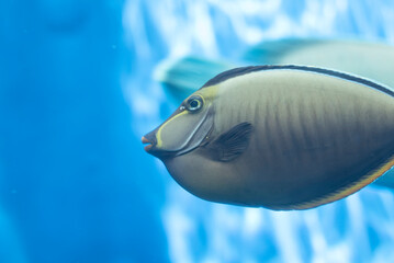 泳ぐ熱帯魚ナソタン