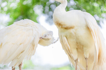 Background of animals raised on the farm White peacocks live in a proportion of the area. and has shed fur There is a quick, graceful movement that is beautiful.
