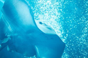 水族館の水槽を泳ぐエイ