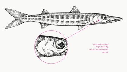 Vintage Style Barracuda Illustration. Vector Hand Drawn Fish. High Quality Old Fashion Image