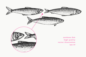 Vintage Style Sardines Illustration. Vector Hand Drawn Fish. High Quality Old Fashion Image