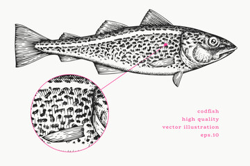 Vintage Style Cod Fish Illustration. Vector Hand Drawn Fish. High Quality Old Fashion Image