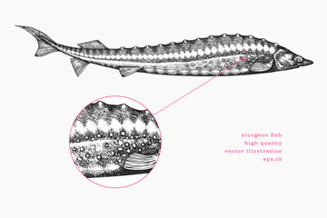 Vintage Style Sturgeon Illustration. Vector Hand Drawn Fish. High Quality Old Fashion Image © lubovchipurko