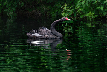 A floating black swan on a dark background