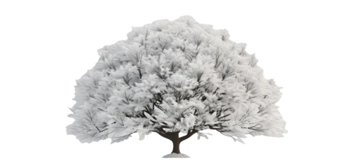 snow-covered tree on transparent background