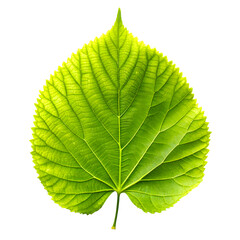 Obraz premium Close-up of Vibrant Green Leaf