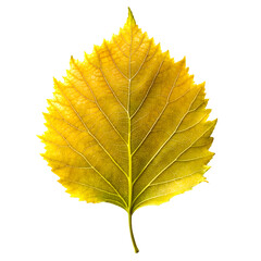 Close-up of Yellow Autumn Leaf with Veins