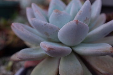 One large succulent, side view. Succulents in garden for publication, poster, calendar, post, screensaver, wallpaper, postcard, banner, cover, website. High quality photo