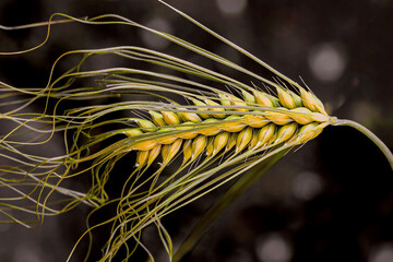 A single stalk of golden barley isolated on a dark background