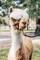 Fluffy Alpaca with a Halter in a Sunny Field