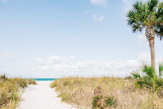 Secluded Beach Path Through Coastal Dunes