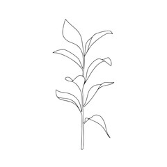 Vector hand drawn minimalist botanical art. Leaves outline drawing.