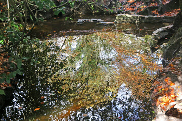 Pond in Decoy Country Park, Devon in Autumn